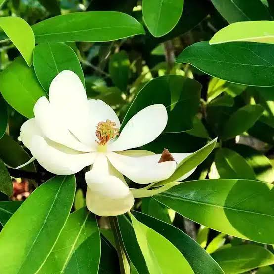 نهال نهال گل مگنولیای سفید