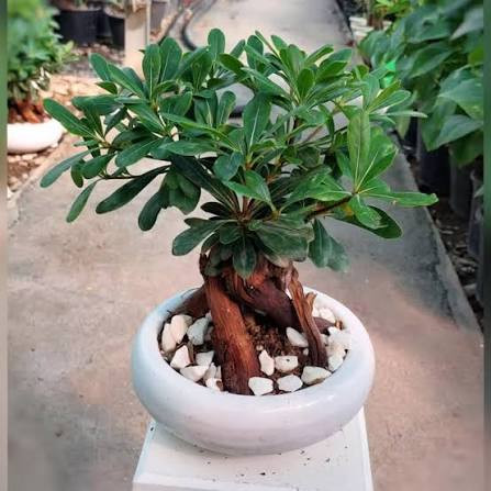 نهال نهال بنسای میخک معطر