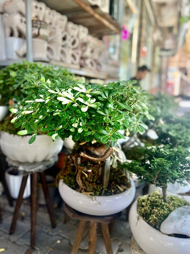 نهال نهال بنسای میخک معطر