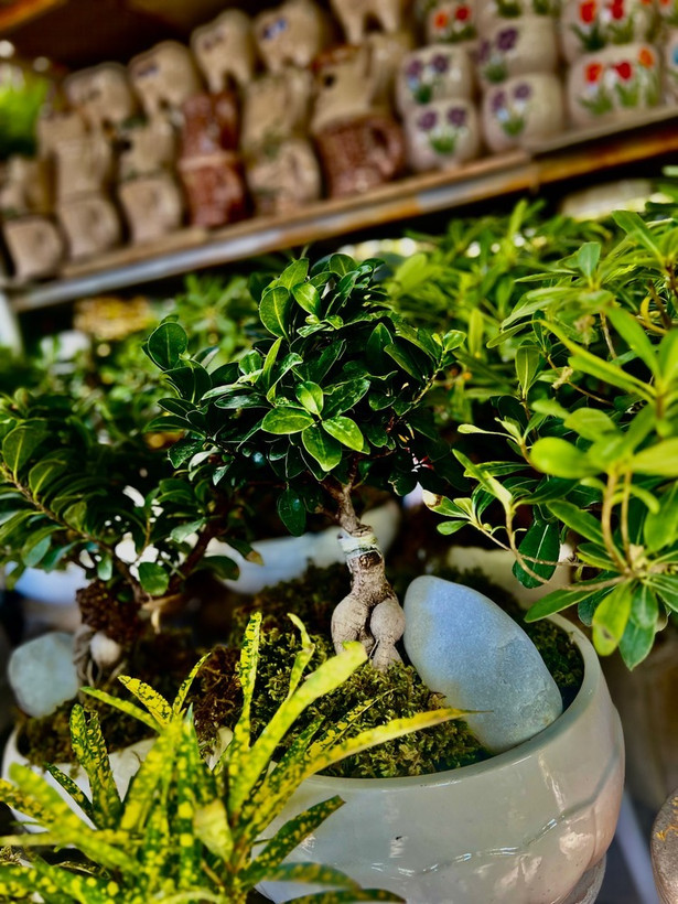 نهال نهال بنسای جنسینگ