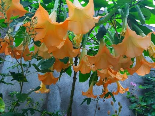 نهال نهال گل شیپور فرشته