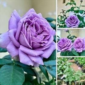 نهال رز بنفش روشن