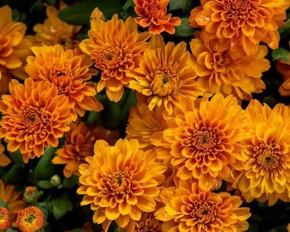بوته گل داوودی نارنجی